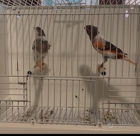 Canarino Arlecchino portoghese