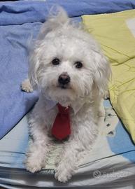 Max vorrebbe trovare una fidanzatina