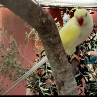 Coppia parrocchetti dal collare