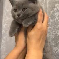 Cucciola di British Shorthair blu