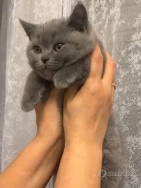 Cucciola di British Shorthair blu