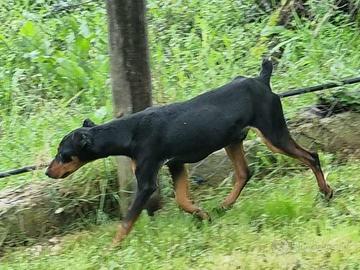 Duca un pinscher in canile
