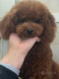 Barboncino nano red brown