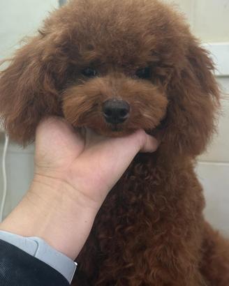 Barboncino nano red brown