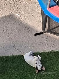 Jack russell
