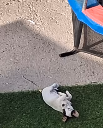 Jack russell