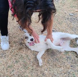 Frodo cucciolo bianco e marrone in ADOZIONE