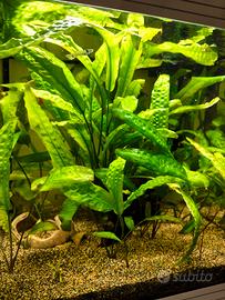 pianta per acquario Cryptocoryne