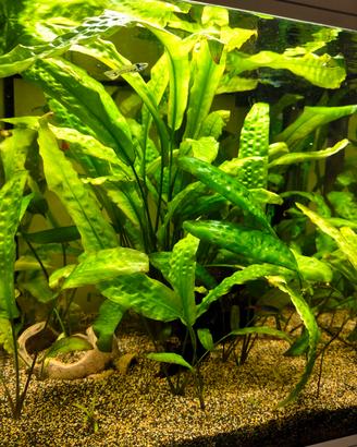 pianta per acquario Cryptocoryne