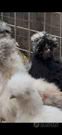 Galline Moroseta e sebright super belle