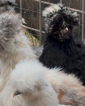 Galline Moroseta e sebright super belle