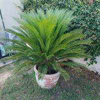 Pianta cycas in vaso