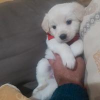 Cucciolo incrocio Jack rass