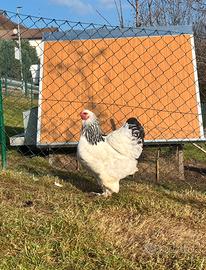 Galline brahma, amrocks, marans