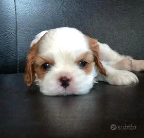 Cavalier king charles spaniel