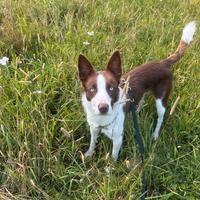 Border Collie per monta con pedigree ENCI