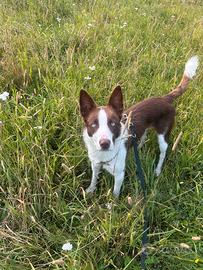 Border Collie per monta con pedigree ENCI