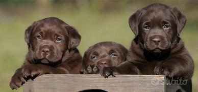 Labrador retriever chocolate