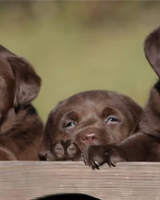 Labrador retriever chocolate