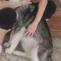Alaskan Malamute di 8 mesi