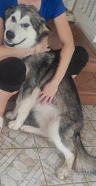 Alaskan Malamute di 8 mesi