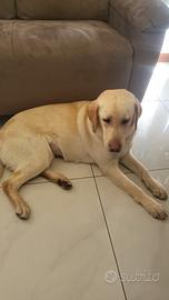 Cucciola Labrador