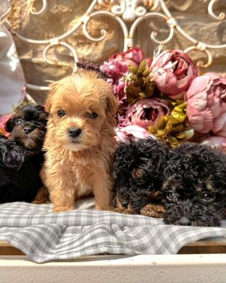 Maltipoo