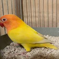 Fischer lutino maschio