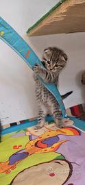 Scottish fold