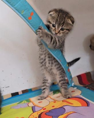 Scottish fold