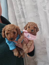 Barboncini toy red pedigree Enci