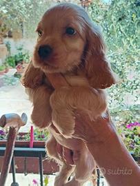 Cocker Spanish con pedigree