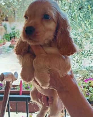 Cocker Spanish con pedigree
