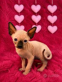 Sphynx Pedigree Cuccioli