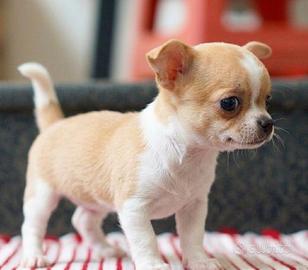 CHIHUAHUA TOY PUPPY - CHIUAUA CUCCIOLI pag mensile
