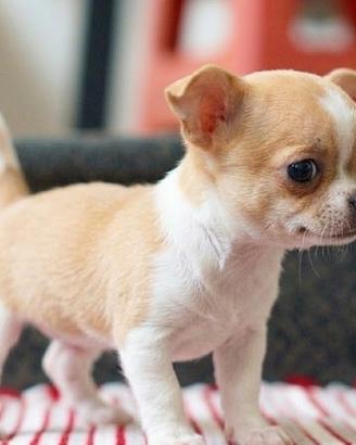 CHIHUAHUA TOY PUPPY - CHIUAUA CUCCIOLI pag mensile
