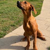 Cucciola Rhodesian ridgeback