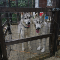 Coppia siberian husky