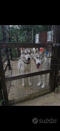 Coppia siberian husky