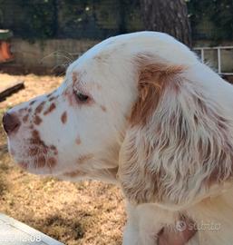 Cuccioli di setter inglese