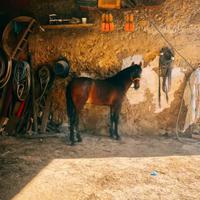 Cavallo andaluso