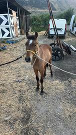 Pony