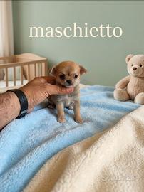 Chihuahua mini Toy