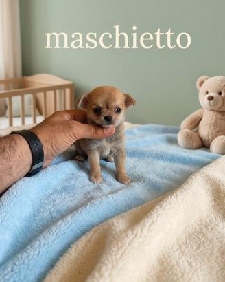 Chihuahua mini Toy