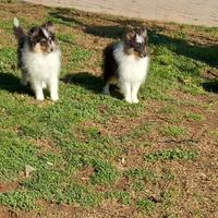 Pastore dello shetland il piccolo lassie