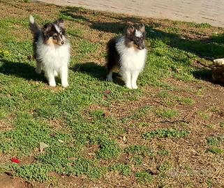 Pastore dello shetland il piccolo lassie