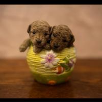 Barboncini Toy con pedigree ENCI