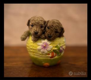 Barboncini Toy con pedigree ENCI