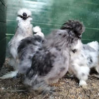 Moroseta linea silkie