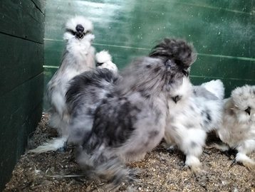 Moroseta linea silkie
